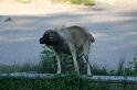flaten_2008 jul 02_0383